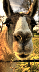 llama close up