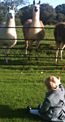 llamasboy