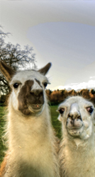 twollamas